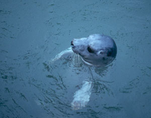 Seal pup Ramsey Pembrokeshire